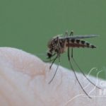 mosquito