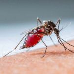 Dengue